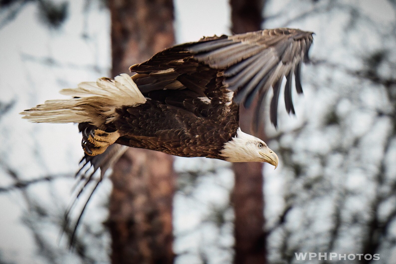 American Bald Eagle | Bald Eagle Photography | Wildlife Photo | Bird In Flight