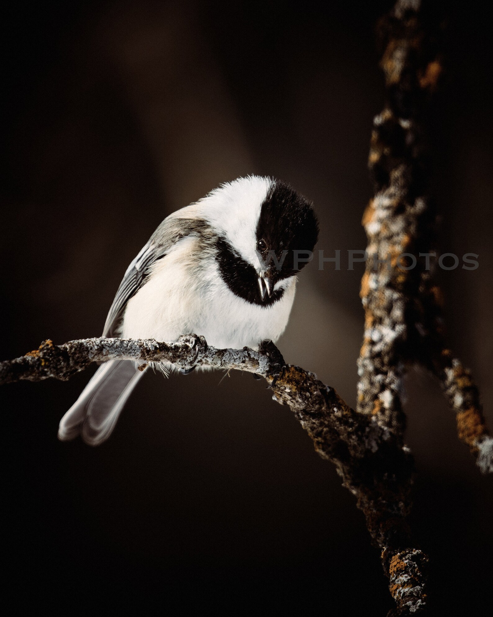 Black-capped chickadee strikes a unique pose | Winter Bird Photography | Northern Minnesota | Ready to Frame Photo Print